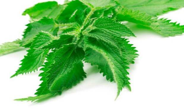 Por-accidente-ingeri---hojas-de-esta-planta-con-tan-solo-una-volvio---mi-pro--stata-como-un-adolescente-y-acabo---la-diabetes-2