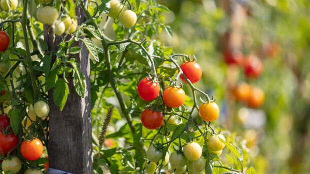 Забудьте о рассаде на подоконниках: 3 способа получить томаты уже в июне