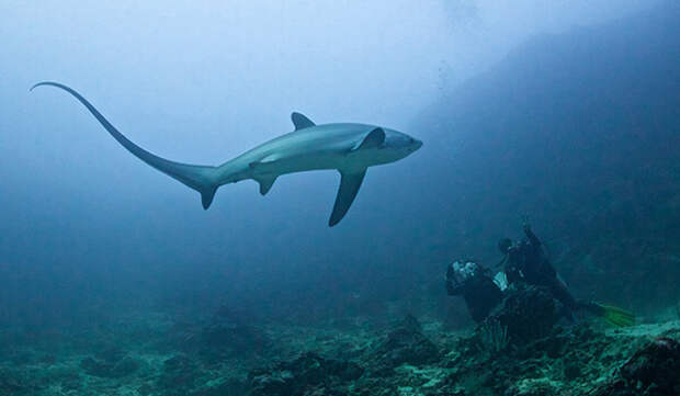 Фото: Большеглазая лисья акула под водой