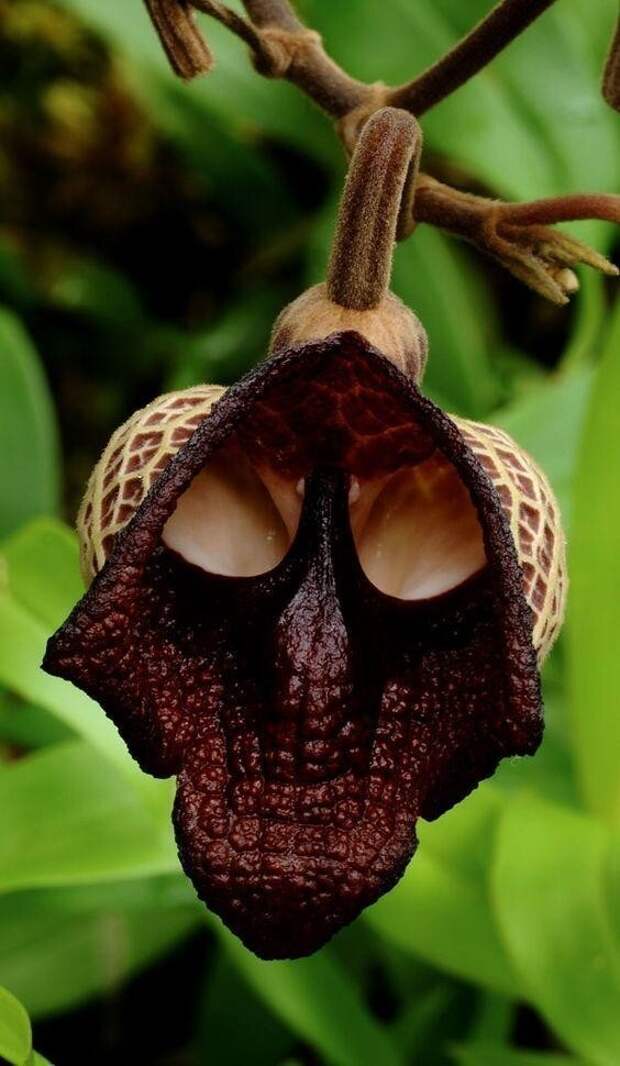 Кирказон изящный (Aristolochia elegans) получил название «ситцевый цветок» за своеобразную окраску своих цветков Кирказон изящный (Aristolochia elegans) получил название «ситцевый цветок» за своеобразную окраску своих цветков