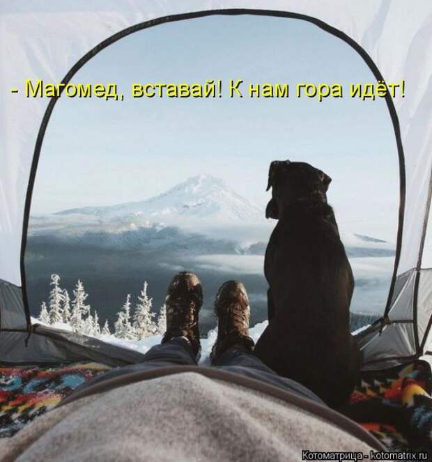 Лучшие котоматрицы недели (50 фото)