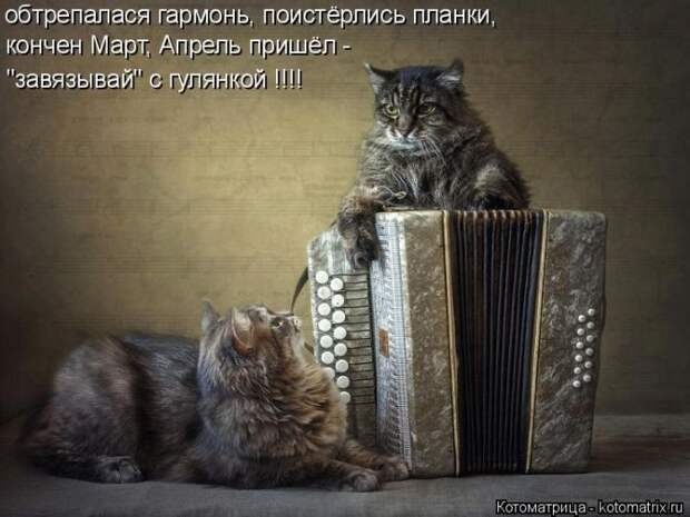 Забавные животные (50 фото)