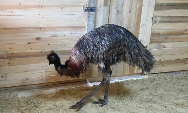 Ветеринары пытаются спасти страуса: птицу поймали в лесу Новороссийска