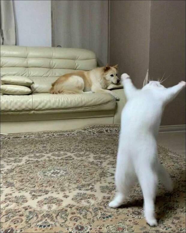 фотоприколы