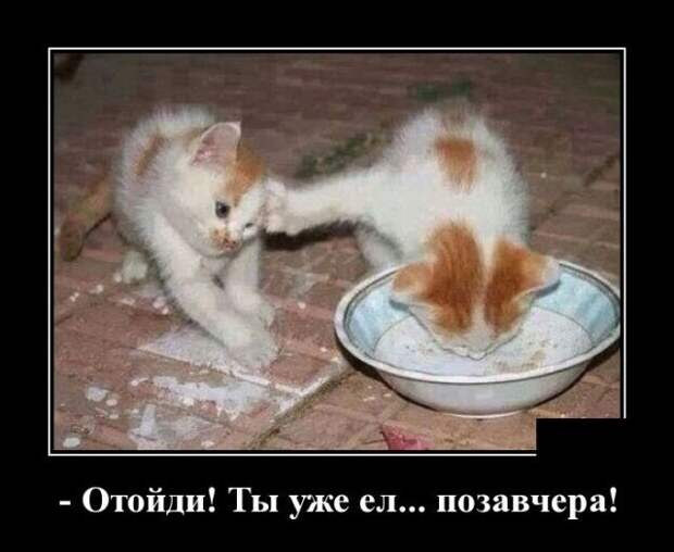 Кошачьи демотиваторы демотиваторы, коты, юмор