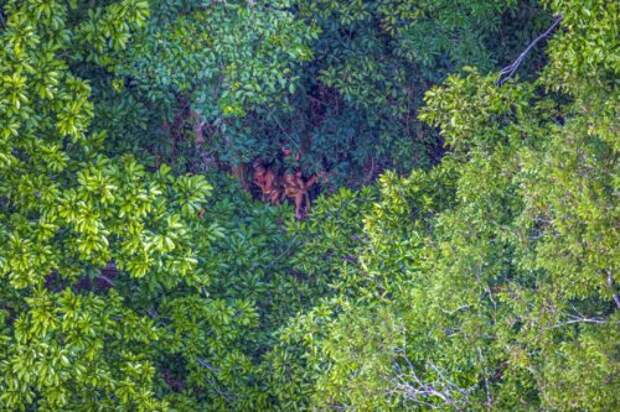 Фотограф нечаянно запечатлел амазонское племя, все еще не подозревающее о современной цивилизации