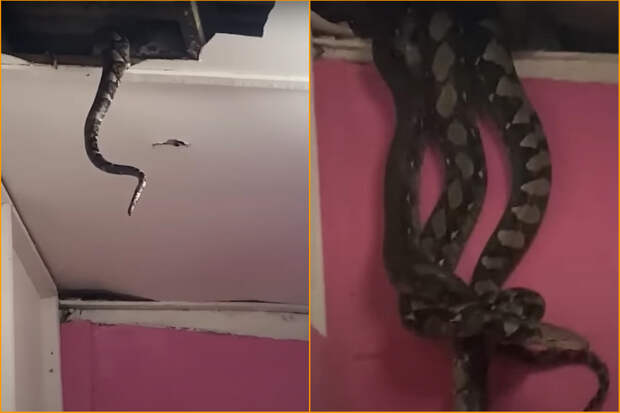 В Малайзии огромные питоны проломили потолок и напугали семью
