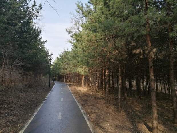 Неизвестный изнасиловал несовершеннолетнюю девушку в лесу в Подмосковье