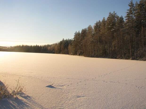 Отпуск в лесу