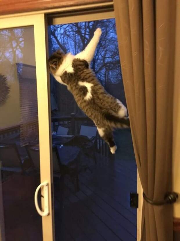 Фотография: Притяженья больше нет: 30 котиков, которые плевать хотели на законы физики №24 - BigPicture.ru