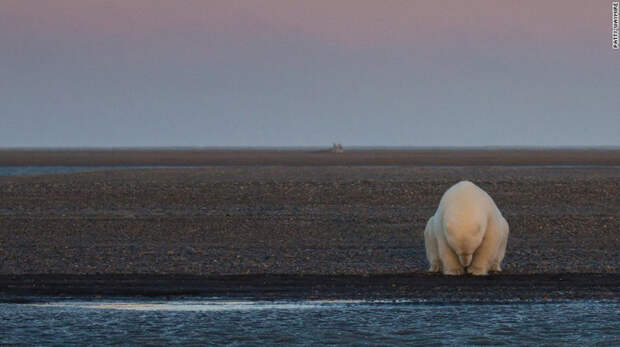 Одинокий медведь сидит на краю одного из островов Бартера, Аляска. Там нет снега, хотя в это время года он должен быть. животные, климат, природа