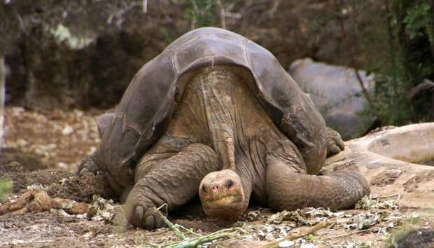 Черепаха-долгожитель с Сейшельских островов.