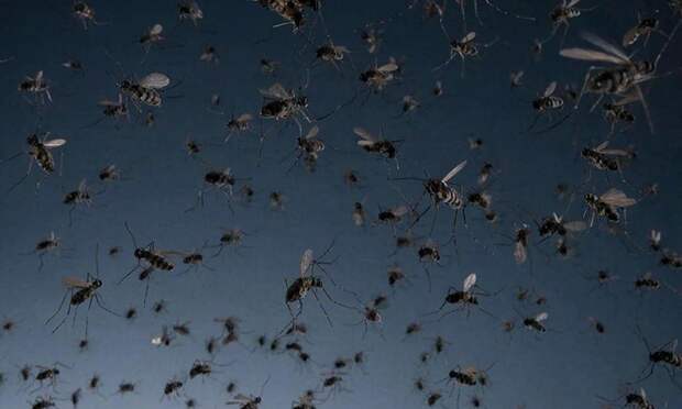 Кровные враги: биолог Гордеев предупредил о нашествии комаров этим летом