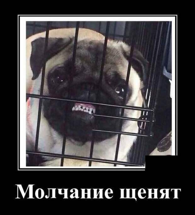 Демотиваторы от Водяной за 15 мая 2019 Каламбур, демотиваторы, животные, коты, юмор