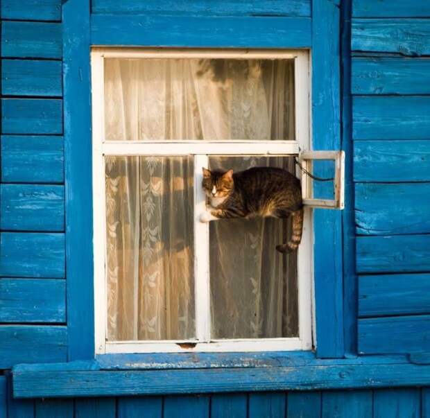 Котики, которые находятся в самых неожиданных местах