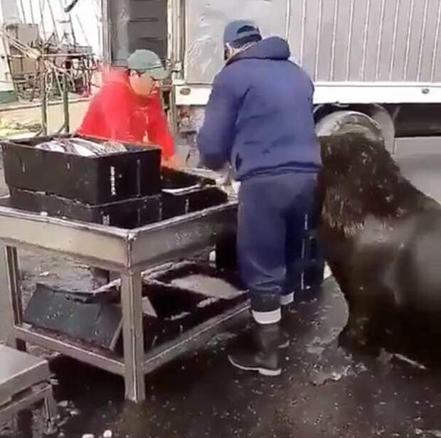 Морской лев пришел на рыбный рынок и попросил угощения Эффективность, видео, животные, животные и люди, морские животные, морской лев, покормите животное, сообразительность