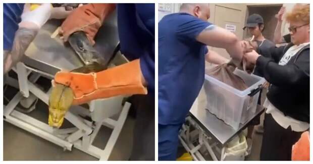 Побег не удался: ветеринары спасли питона, застрявшего в кольце от светильника