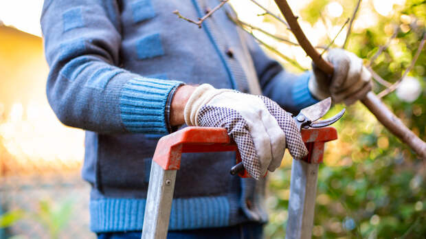 Садовод Туманов: готовить растения к зиме начинают весной