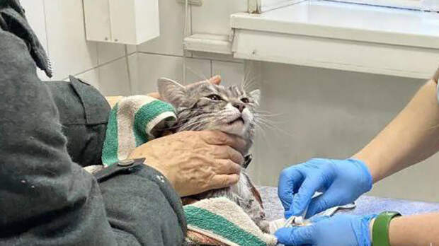 Пенсионерка отправила своего кота в стирку вместе со шторами