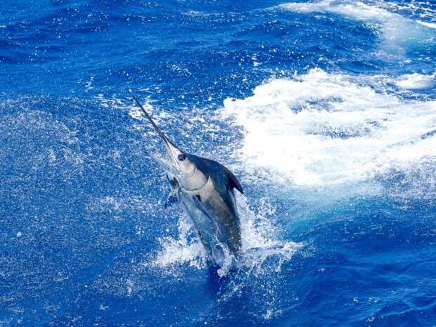 A Blue Marlin jumping half out of the water