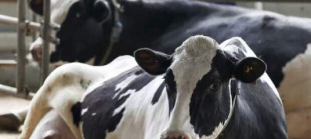 В Новосибирской области фермер облил себя бензином, защищая скот