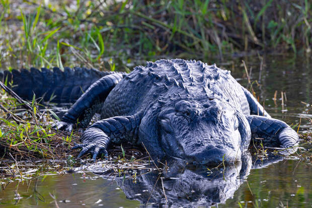 Fox News: в Австралии крокодил растерзал школьника в 500 метрах от берега