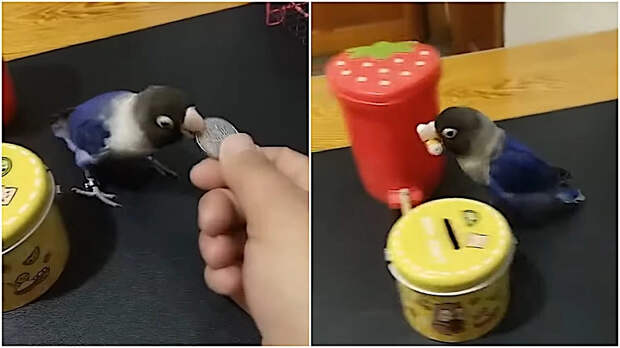 Попугай научился различать разные предметы и теперь выкидывает мусор и наполняет копилку мелочью: видео