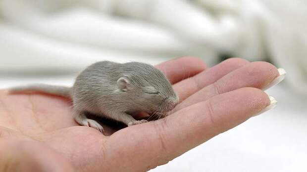 В России увеличилась заболеваемость "мышиной лихорадкой"