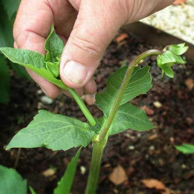 late_disbudding3 (500x500, 24Kb)