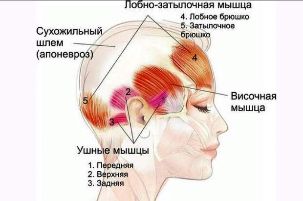 Данная техника является не очень популярной, а чтобы сохранить молодость мы привыкли воздействовать непосредственно на зону, которая нас беспокоит.-2