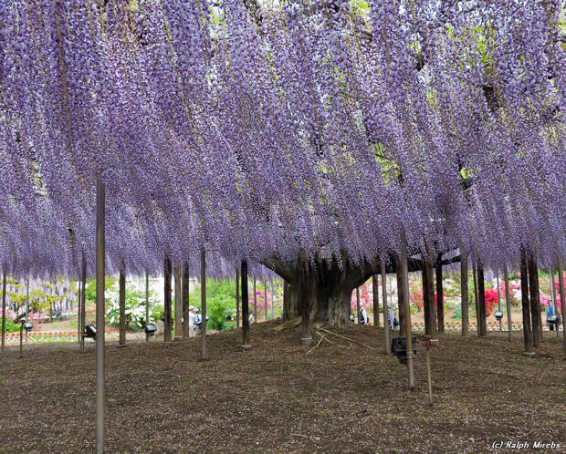 Цветочный дождь в парке Асикага
