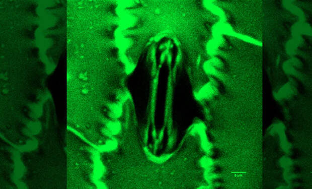 Растения дышат почти как живые существа. Ученые показали видео, как устроен процесс дыхания