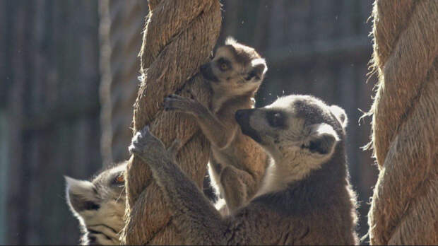 Пушистое пополнение: в Московском зоопарке у пары лемуров родились двойняшки