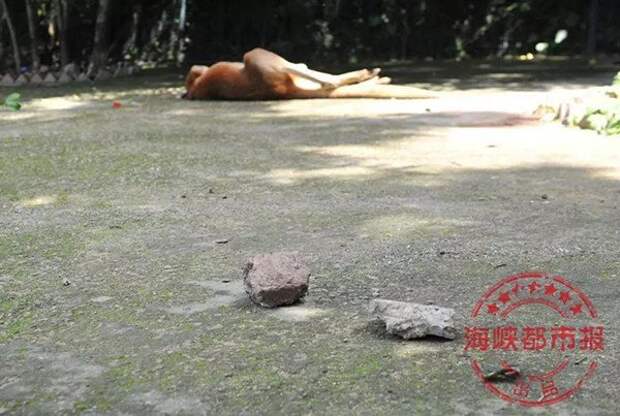 Посетители зоопарка убили кенгуру ради развлечения ynews, жестокое обращение с животными, жестокость, животные, китай, сволочи, фото