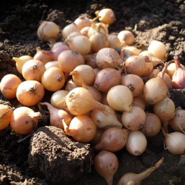 Что русские выращивали в огороде до картошки