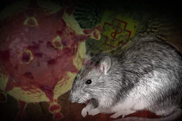 Иммунолог Крючков: Крысиный гепатит Е не станет причиной новой пандемии