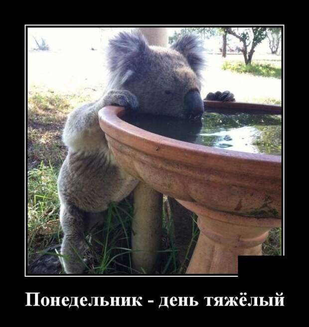 Демотиваторы (30 фото)