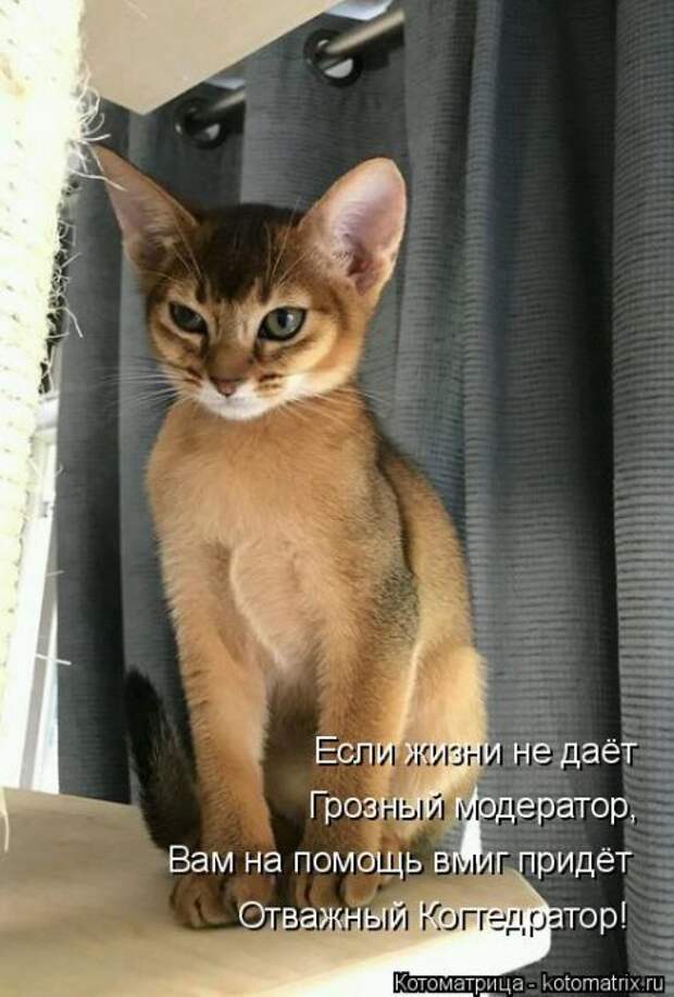 Лучшие котоматрицы недели (50 фото)
