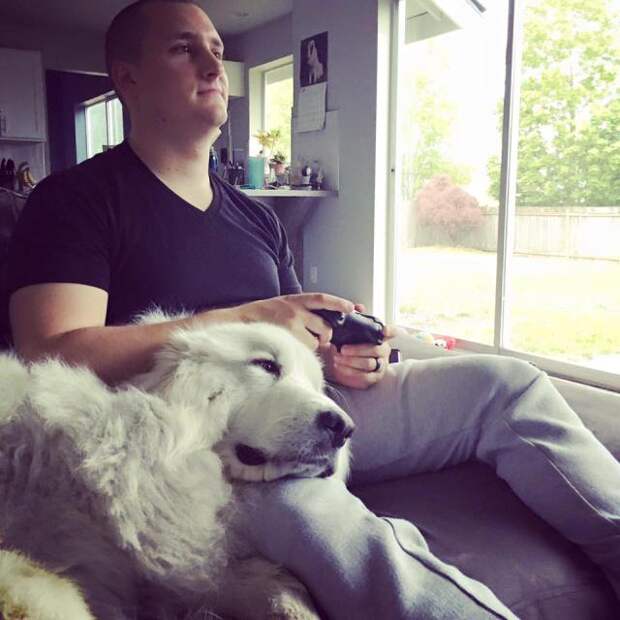 Great Pyrenees | It's Dog or Nothing