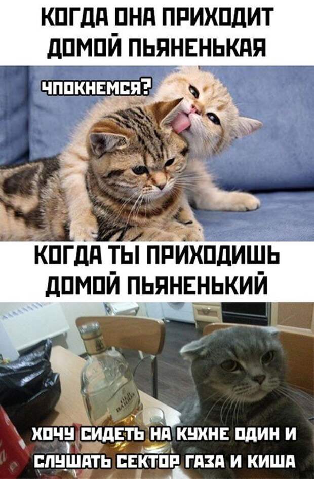 Шутки и мемы про алкоголь после прошедших выходных