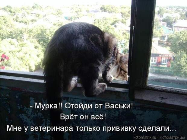 Котоматрицы