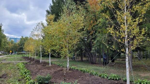 В Барнауле до конца года высадят более двух тысяч деревьев и кустарников