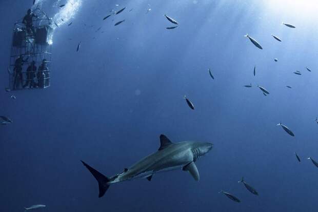 Дайверы в клетке едва не стали завтраком для гигантской белой акулы акула, в мире, дайверы, животные, красота, под водой