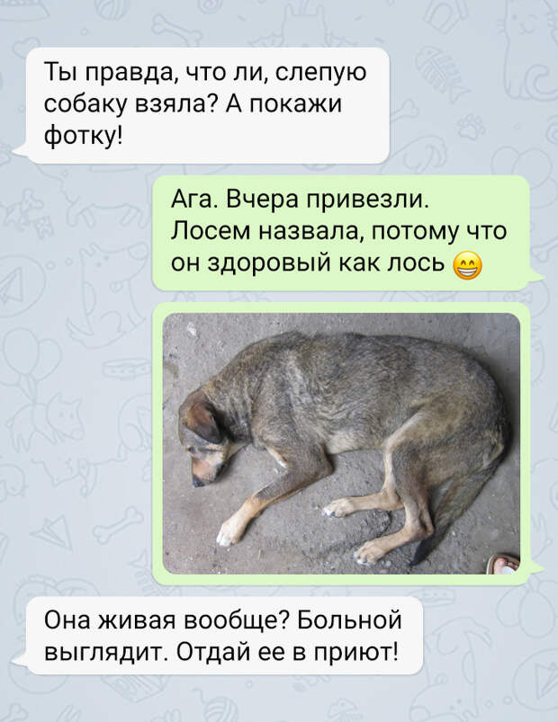 История о том, как я стала хозяйкой слепого пса из приюта