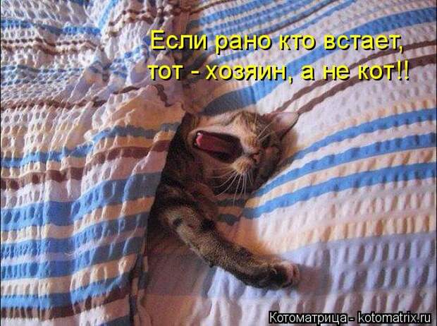 Котоматрица: Если рано кто встает, тот - хозяин, а не кот!!