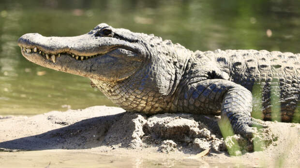 Схватил и потащил под воду: мать двоих детей отбилась от крокодила палкой