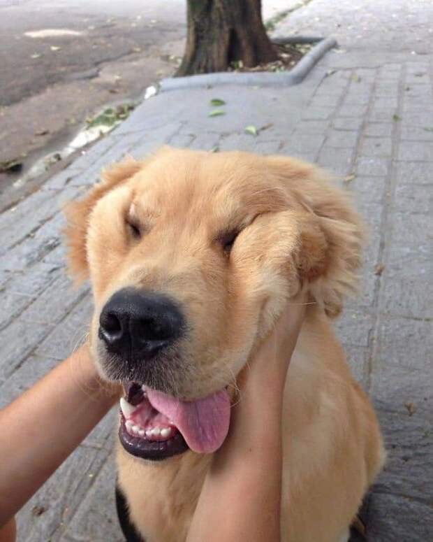 Squishy Dog Cheeks