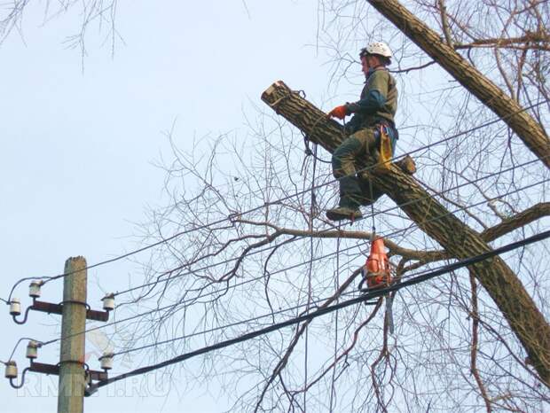 Как правильно спилить дерево и завалить его в нужном направлении