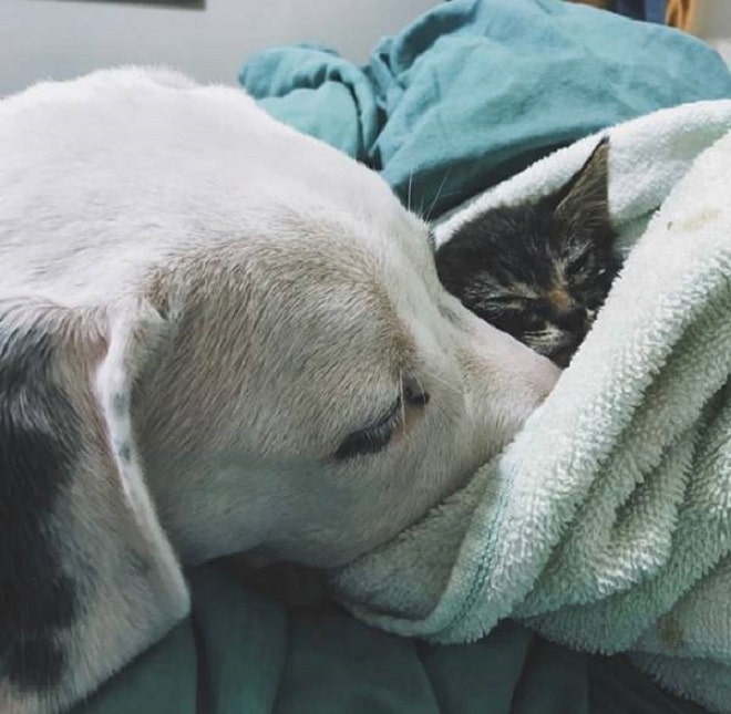 Пес и котенок в полотенце Собака и котенок