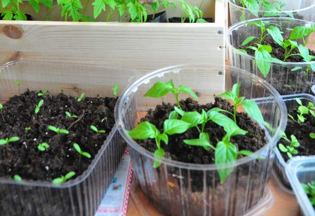 Нижегородцам назвали оптимальную температуру для высадки рассады в грунт